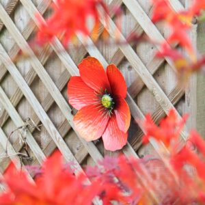 Large Metal Wall Mounted Flowers