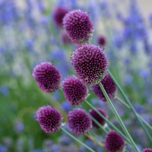 Allium sphaerocephalon