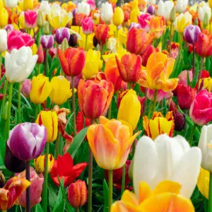Garden Tulip Mix