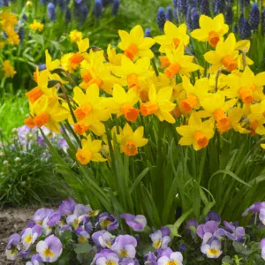 Mini Narcissi Jetfire