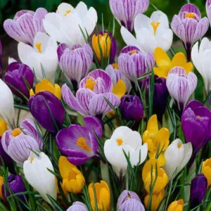 Mixed Crocus Bulbs